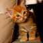 creatures-great-and-small