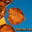 autumn-leaves-composition-project