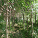 AshGrove AshGrove